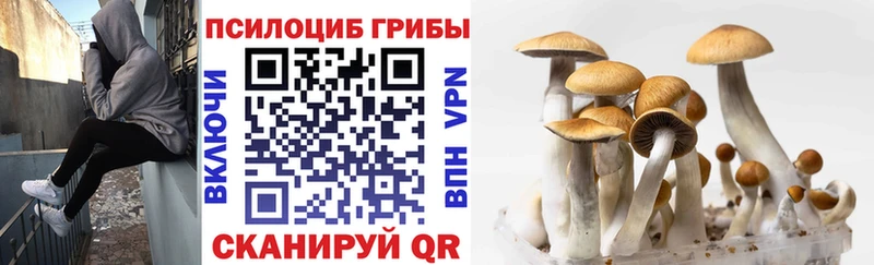Псилоцибиновые грибы Cubensis  хочу   Юрюзань 